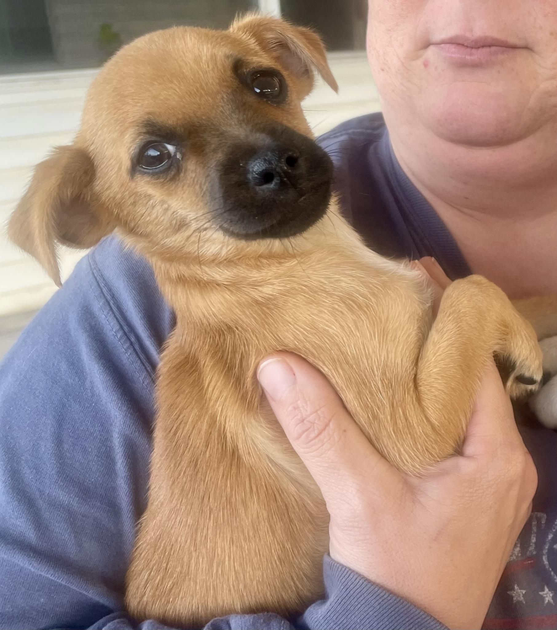 Yoshi, Adopted, Puppy Male Chihuahua & Miniature Pinscher.