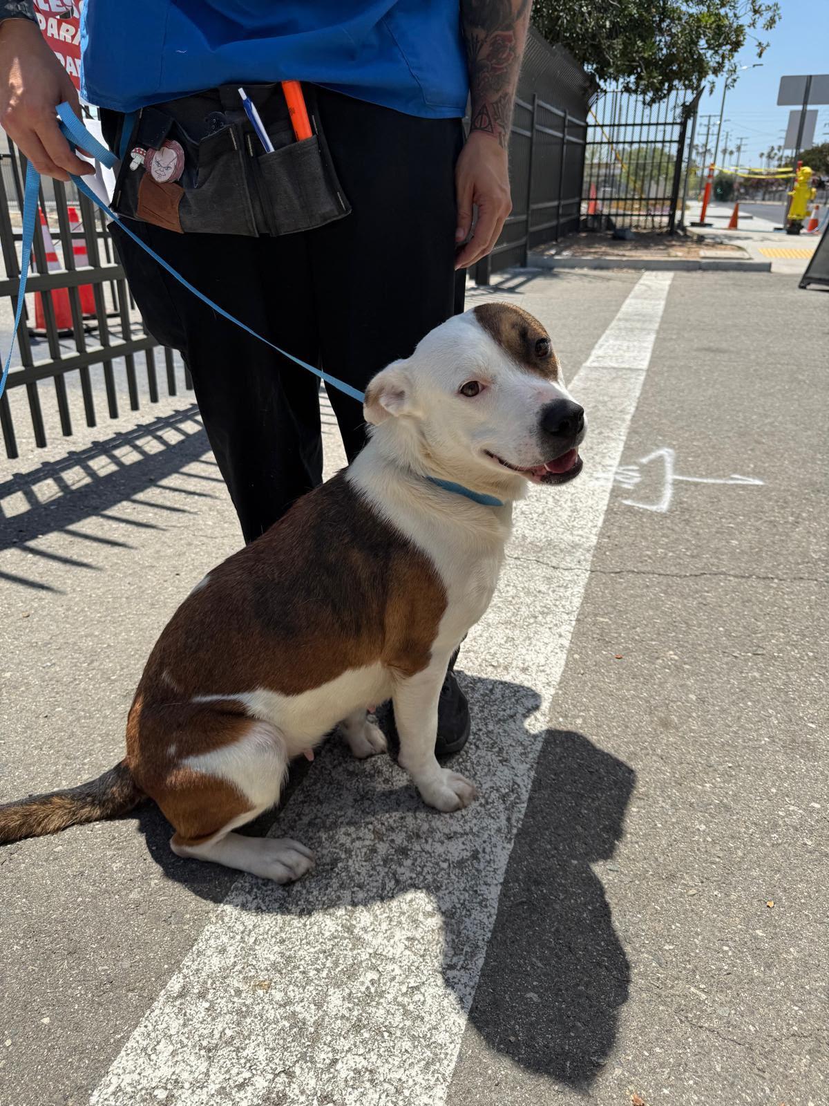 Enlarge Lois, a Adoptable mixed breed in Inglewood, CA image 4/5