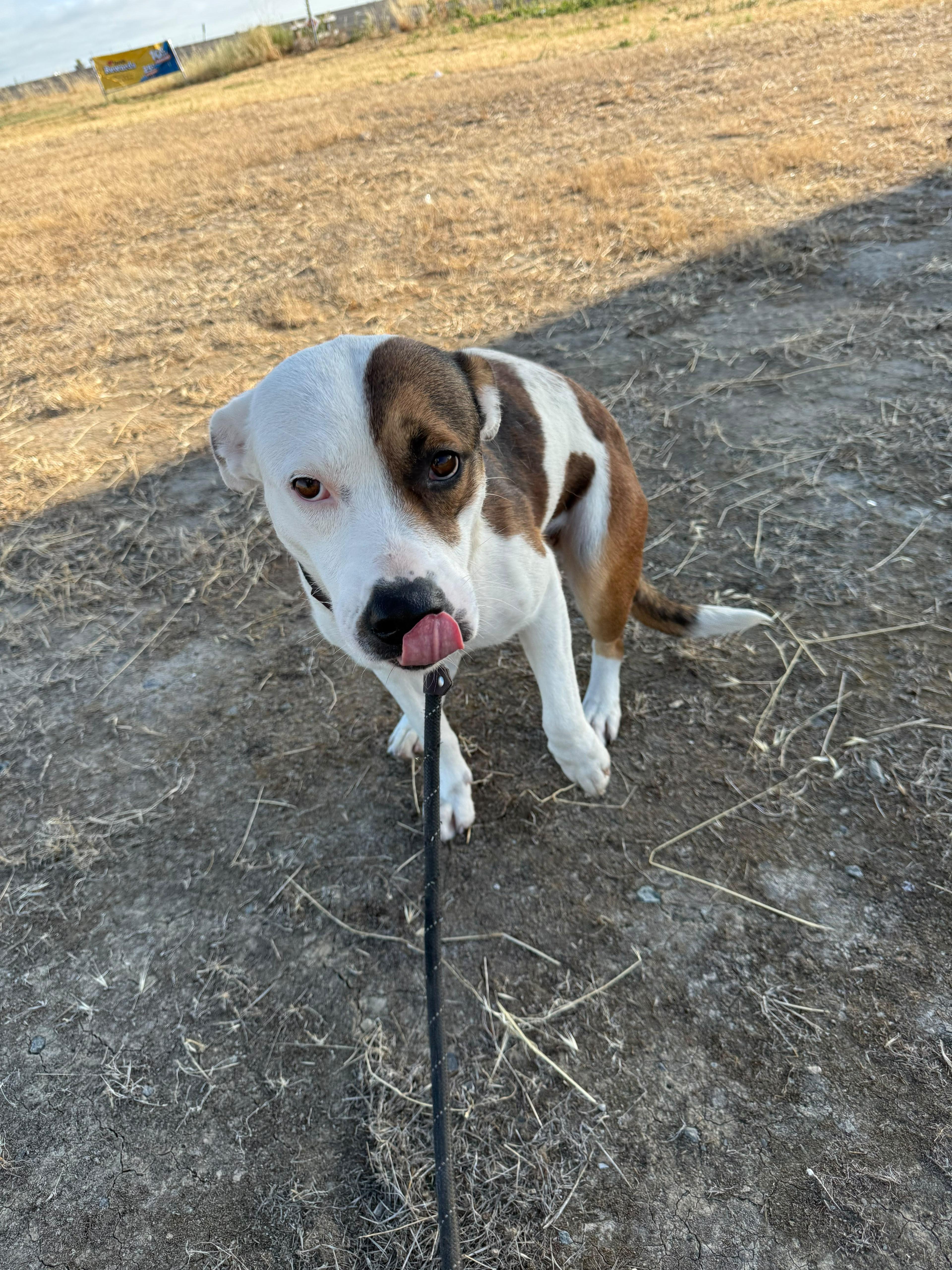 Lois, Adoptable, Young Female Pit Bull Terrier.