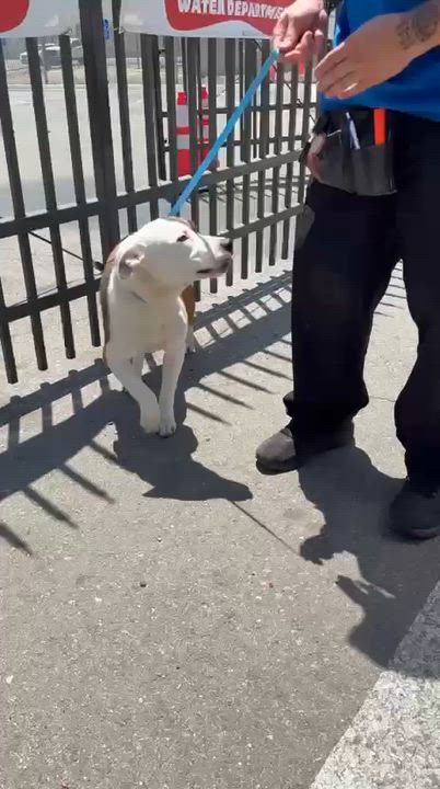 Enlarge Lois, a Adoptable mixed breed in Inglewood, CA video 3/5