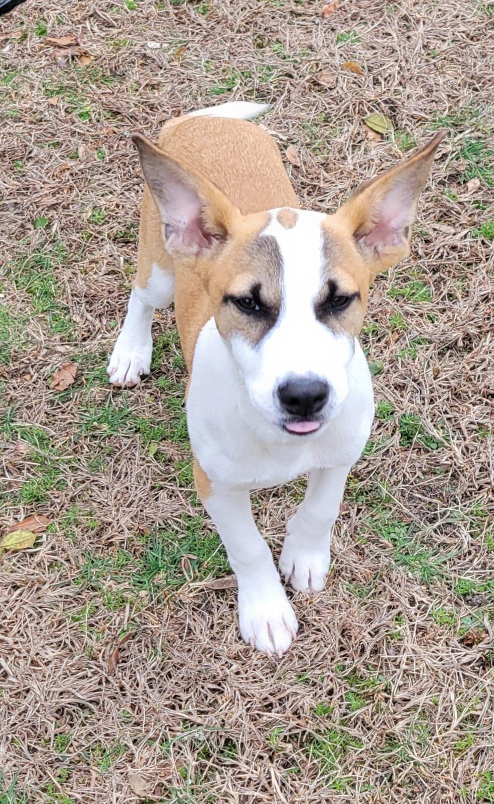 Henry, a Adoptable mixed breed in Elwood, NJ image 3/6