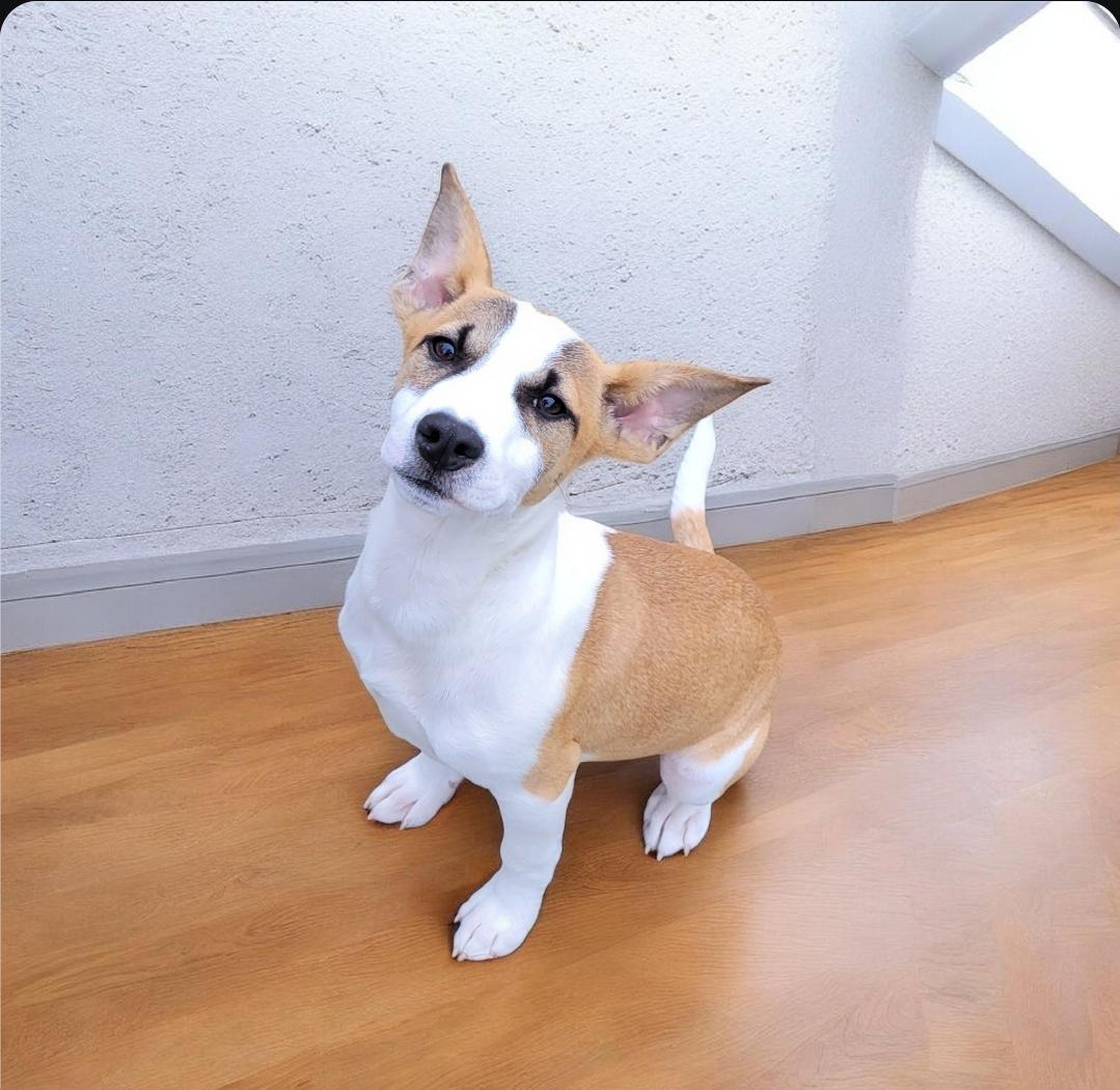 Henry, a Adoptable mixed breed in Elwood, NJ image 2/6