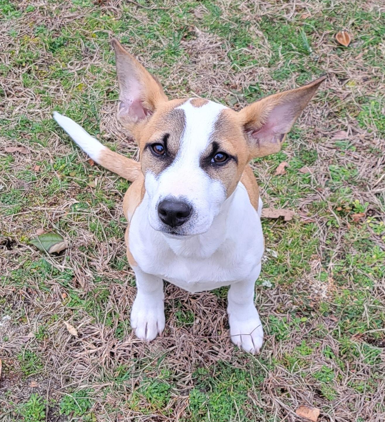 Henry, a Adoptable mixed breed in Elwood, NJ image 5/6