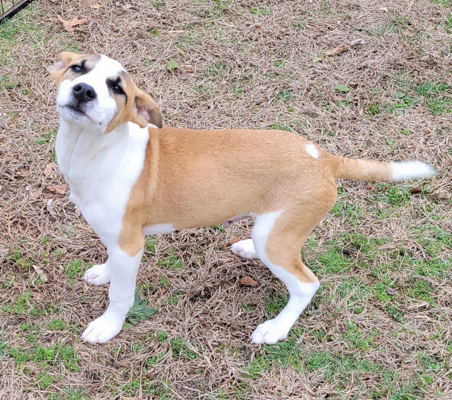 Henry, a Adoptable mixed breed in Elwood, NJ image 6/6