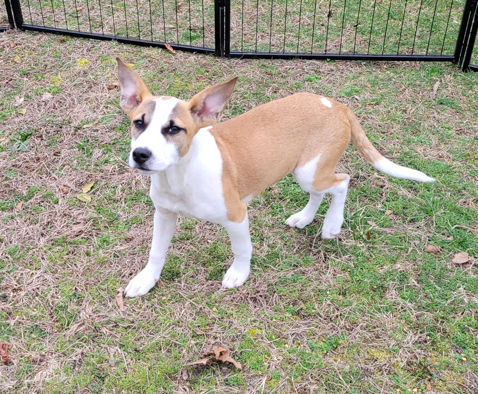 Henry, a Adoptable mixed breed in Elwood, NJ image 4/6