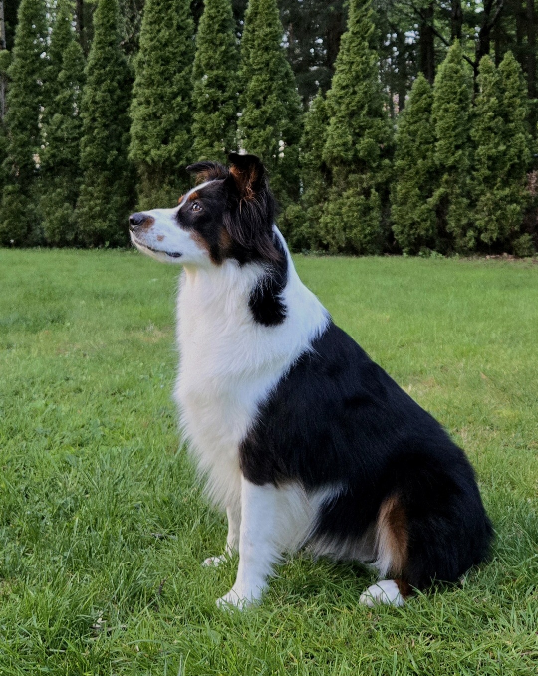 Jasper