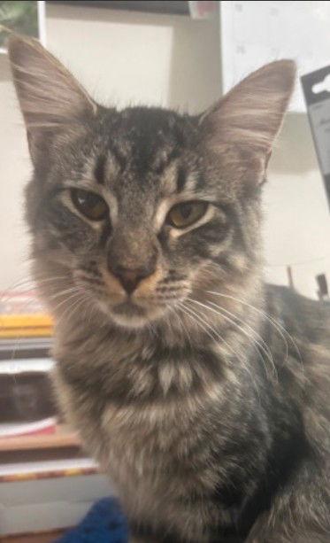 Andromeda, Adoptable, Kitten Female Tabby.
