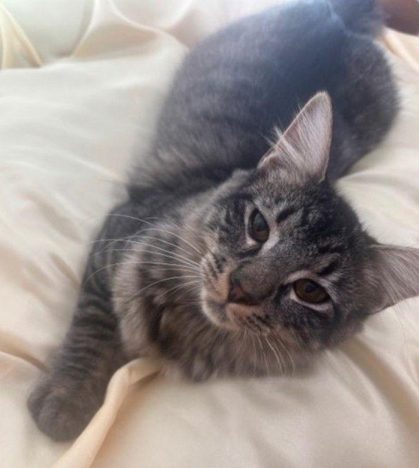 Andromeda, a Adoptable Tabby in Magnolia Springs, AL image 2/3