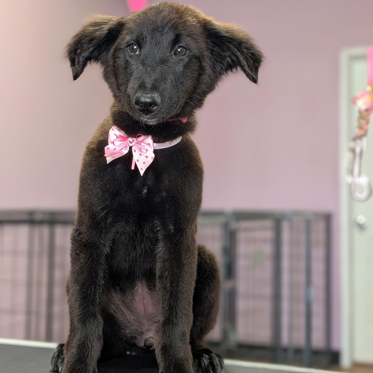Baby Solo, ADOPTABLE, Puppy Female Flat-Coated Retriever & Border Collie.