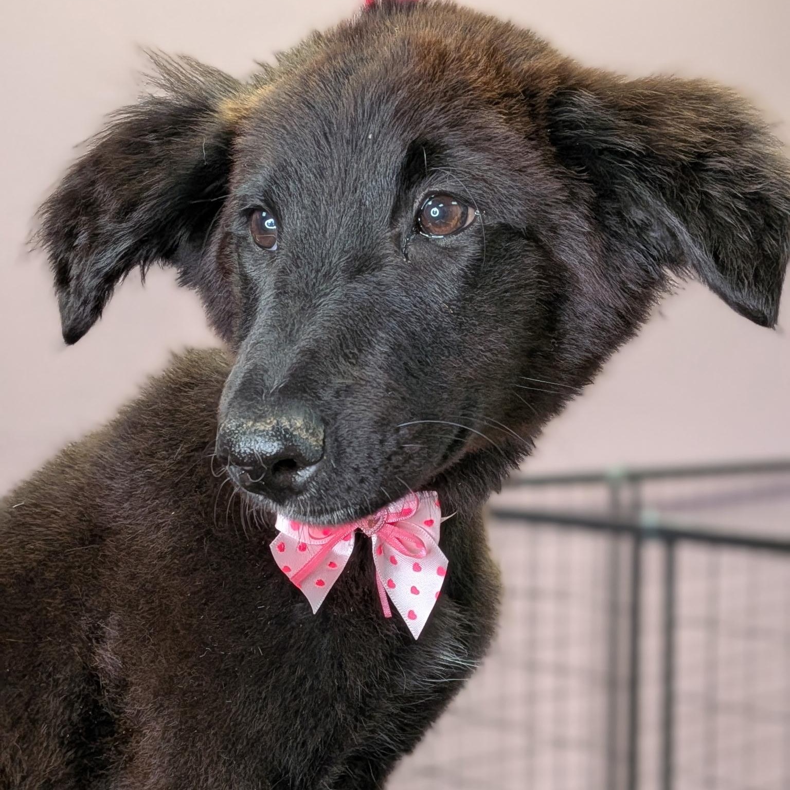 Enlarge Baby Solo, a ADOPTABLE mixed breed in Van Nuys, CA image 3/3