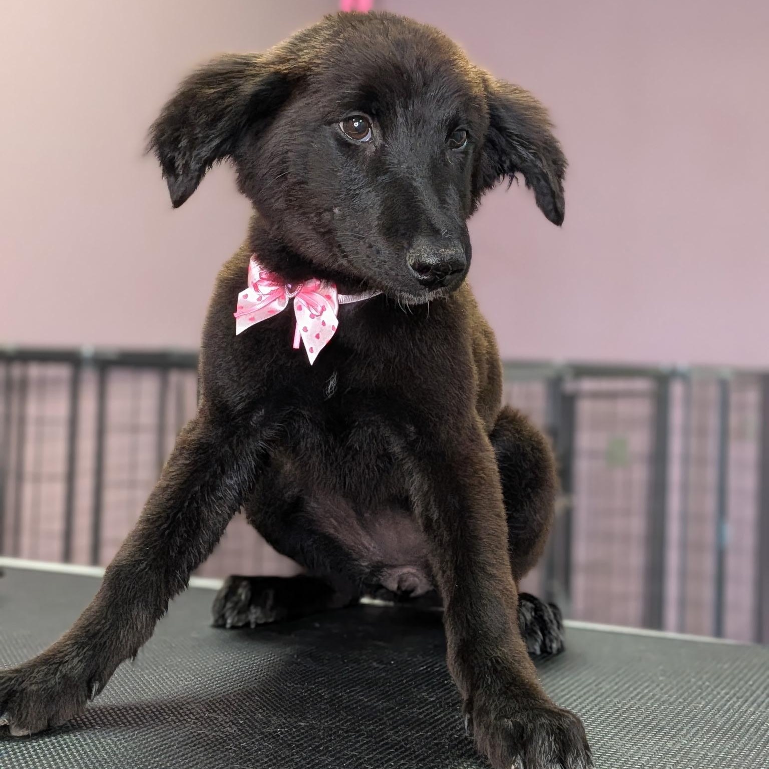 Enlarge Baby Solo, a ADOPTABLE mixed breed in Van Nuys, CA image 2/3