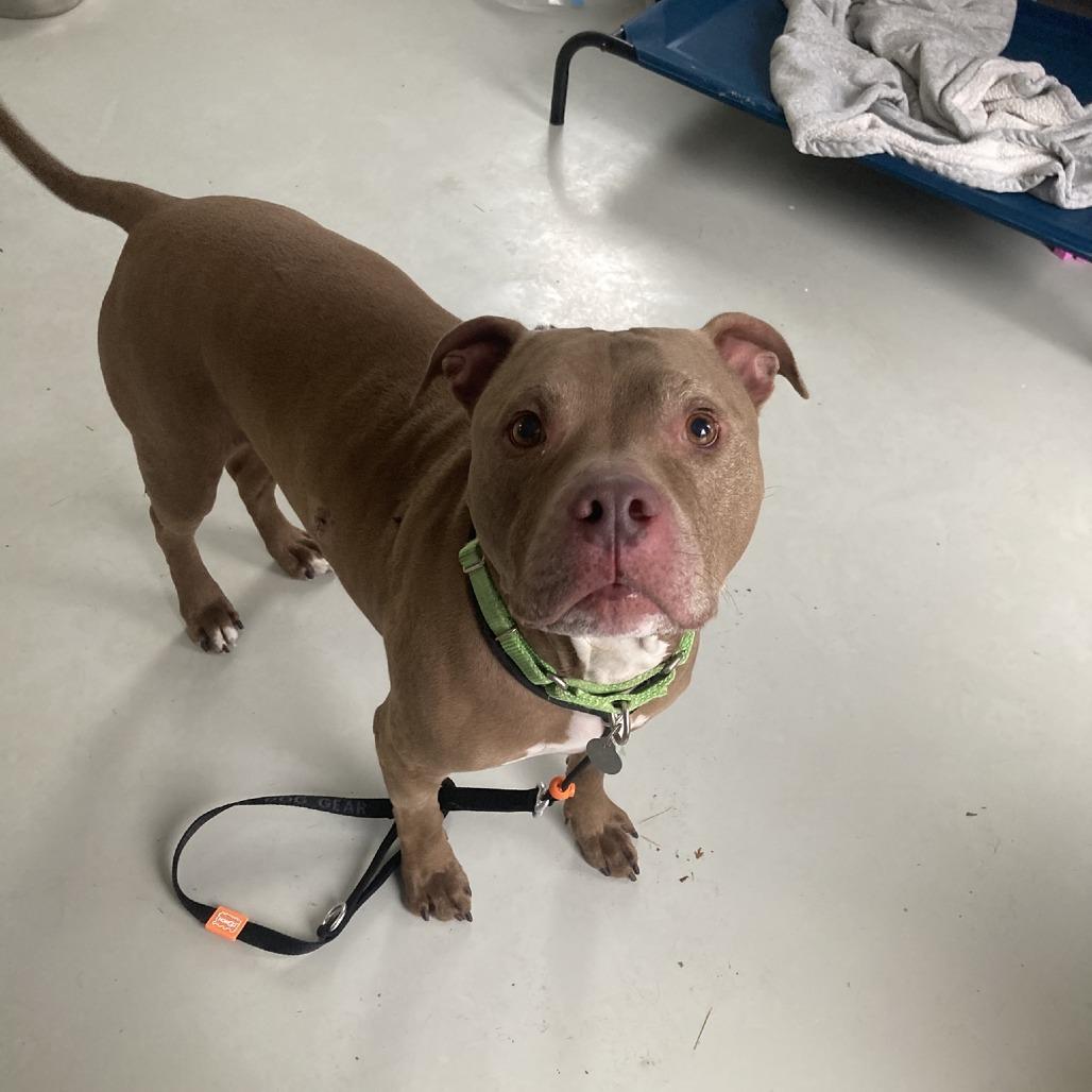 Prince, Adoptable, Senior Male Pit Bull Terrier.