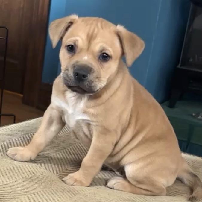 Remi, Adoptable, Puppy Female Rottweiler & Pit Bull Terrier.