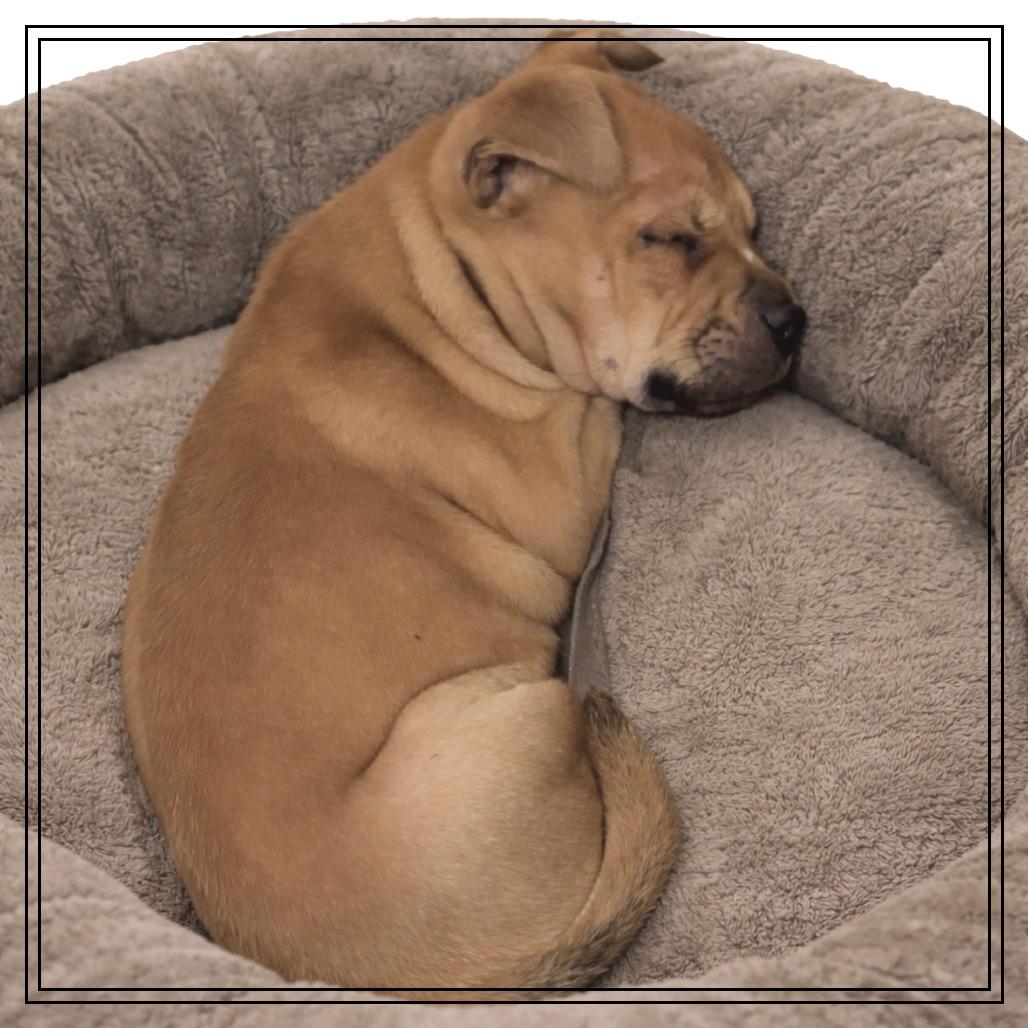 Remi — thumbnail 2