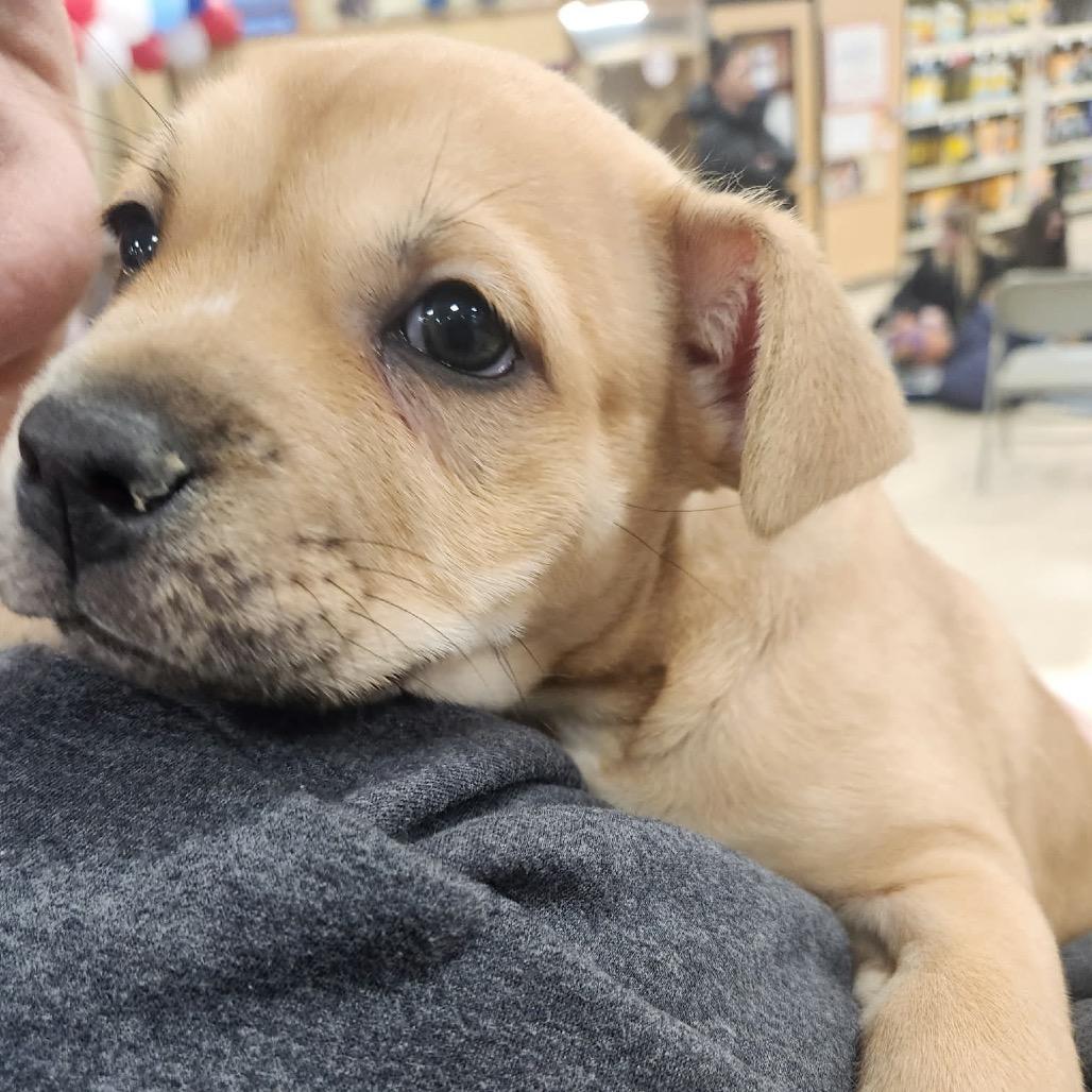 Enlarge Remi, a Adoptable mixed breed in Monroe, MI image 3/6