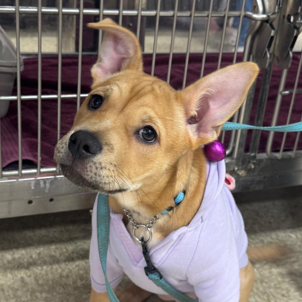 Remi — thumbnail 4