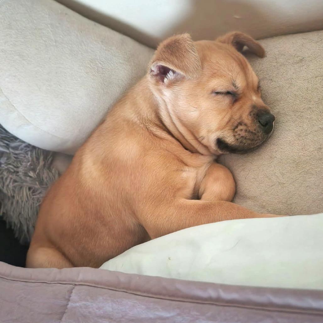 Remi — thumbnail 5