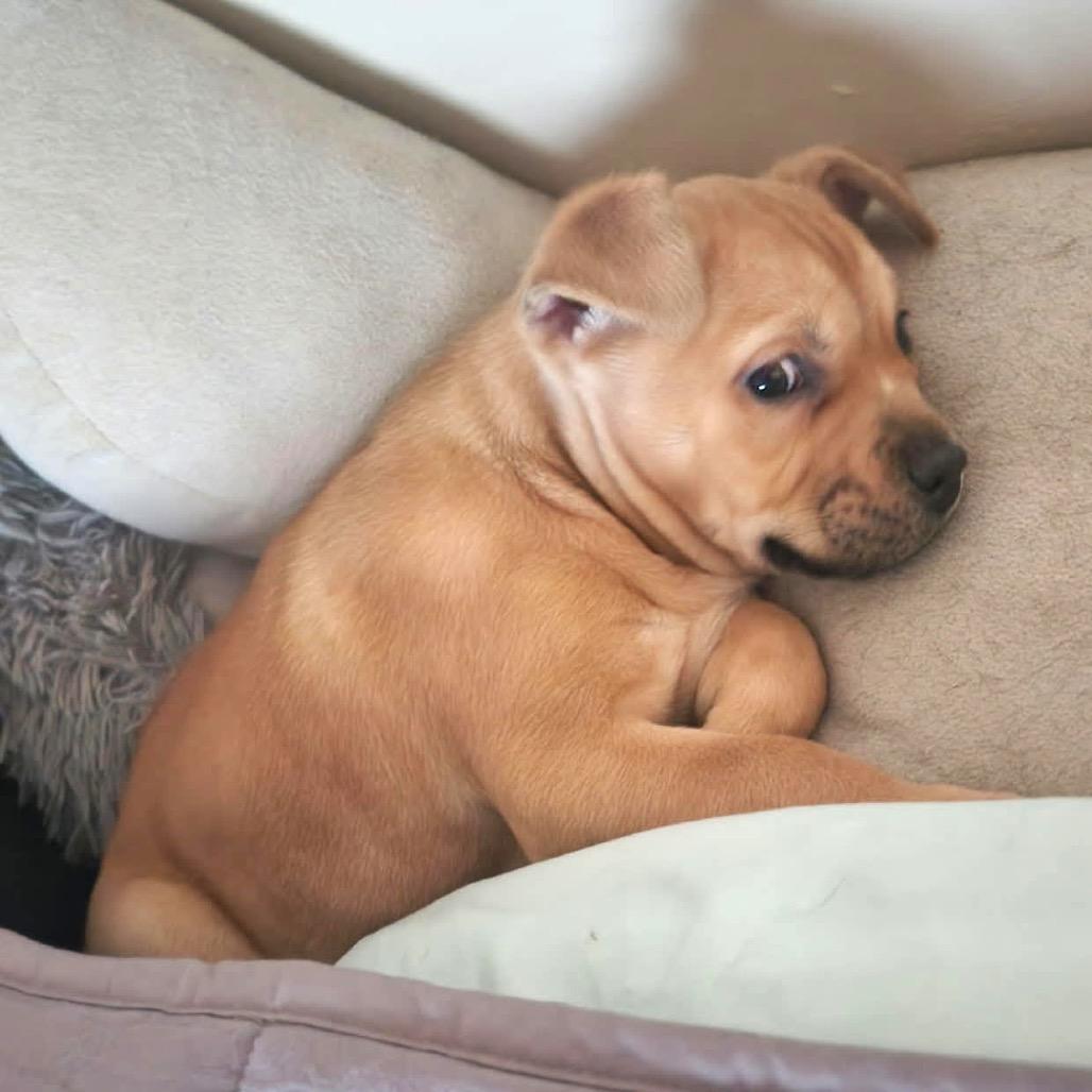 Enlarge Remi, a Adoptable mixed breed in Monroe, MI image 6/6