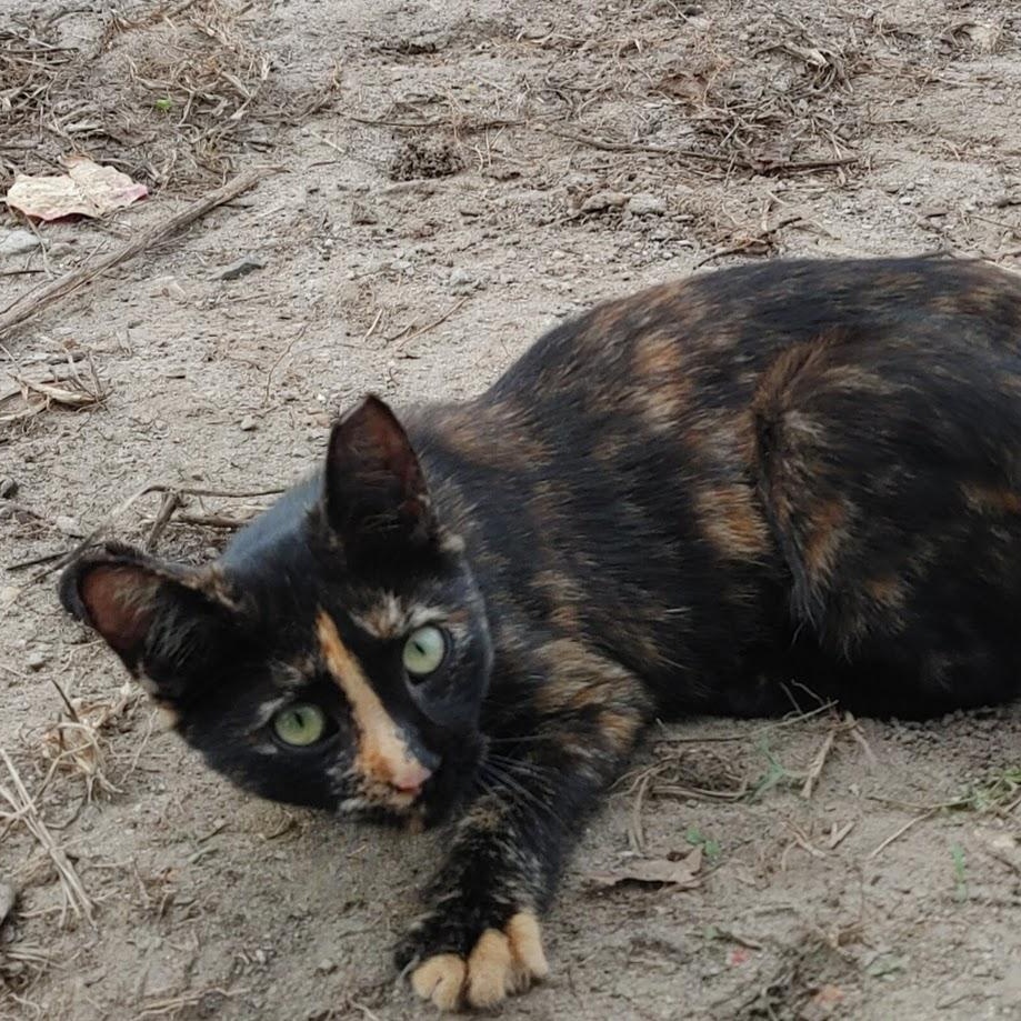 Enlarge ~ Courtesy ~ Sweetie, a Adoptable Domestic Short Hair in Mobile, AL image 2/2