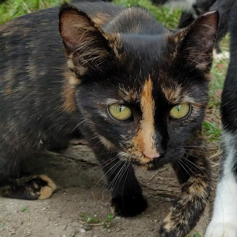 ~ Courtesy ~ Sweetie, Adoptable, Young Female Domestic Short Hair.