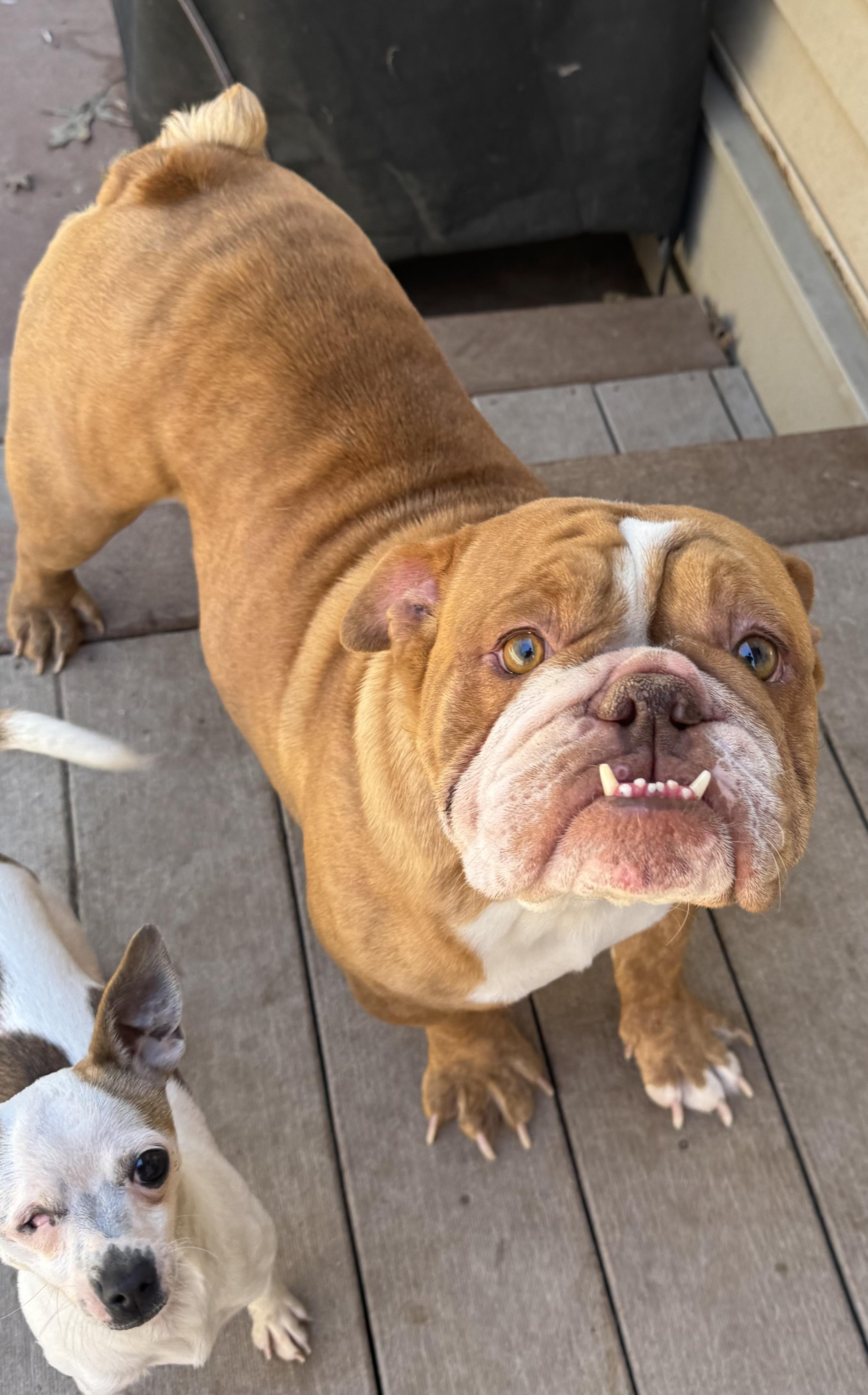 Enlarge Banjo , a ADOPTABLE English Bulldog in North Freedom, WI image 1/2