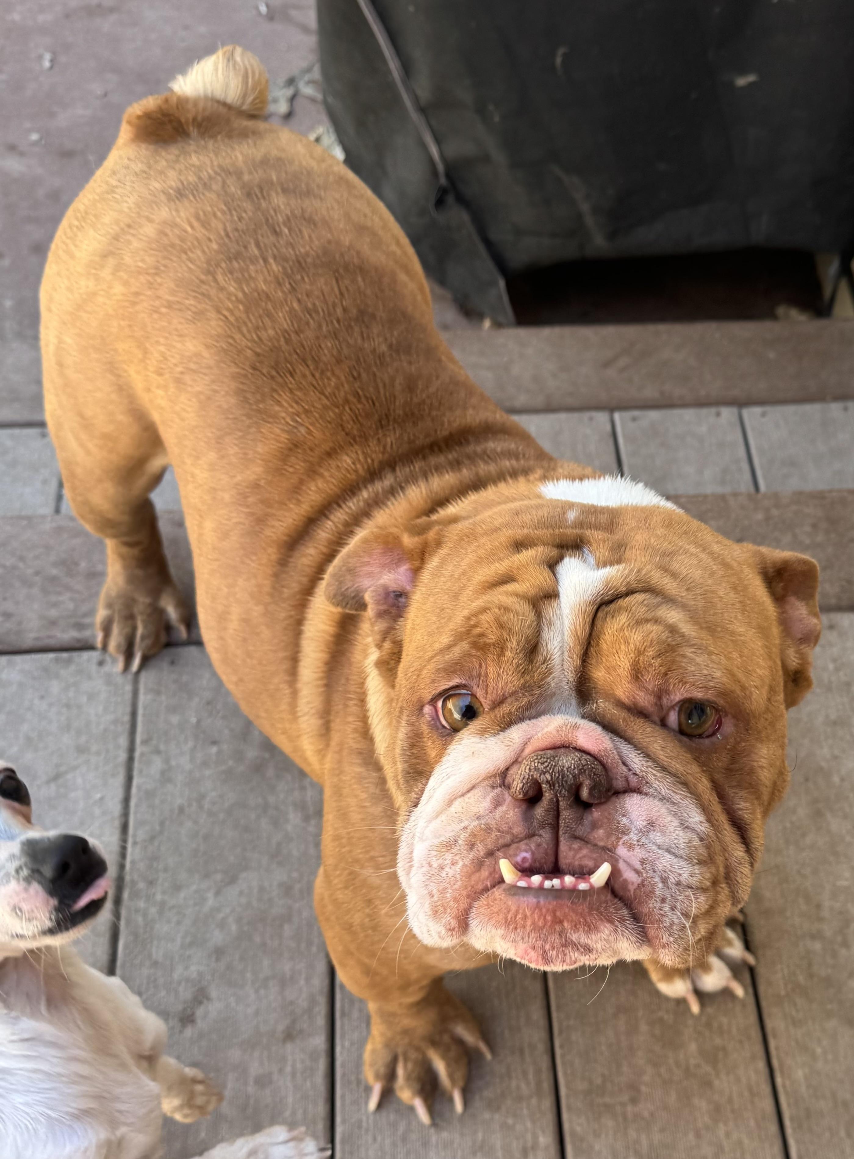 Enlarge Banjo , a ADOPTABLE English Bulldog in North Freedom, WI image 2/2