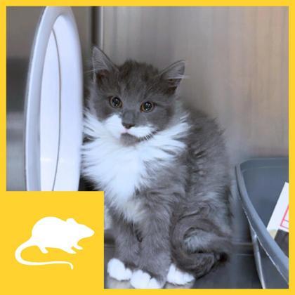 Salami, ADOPTABLE, Kitten Male Domestic Long Hair.