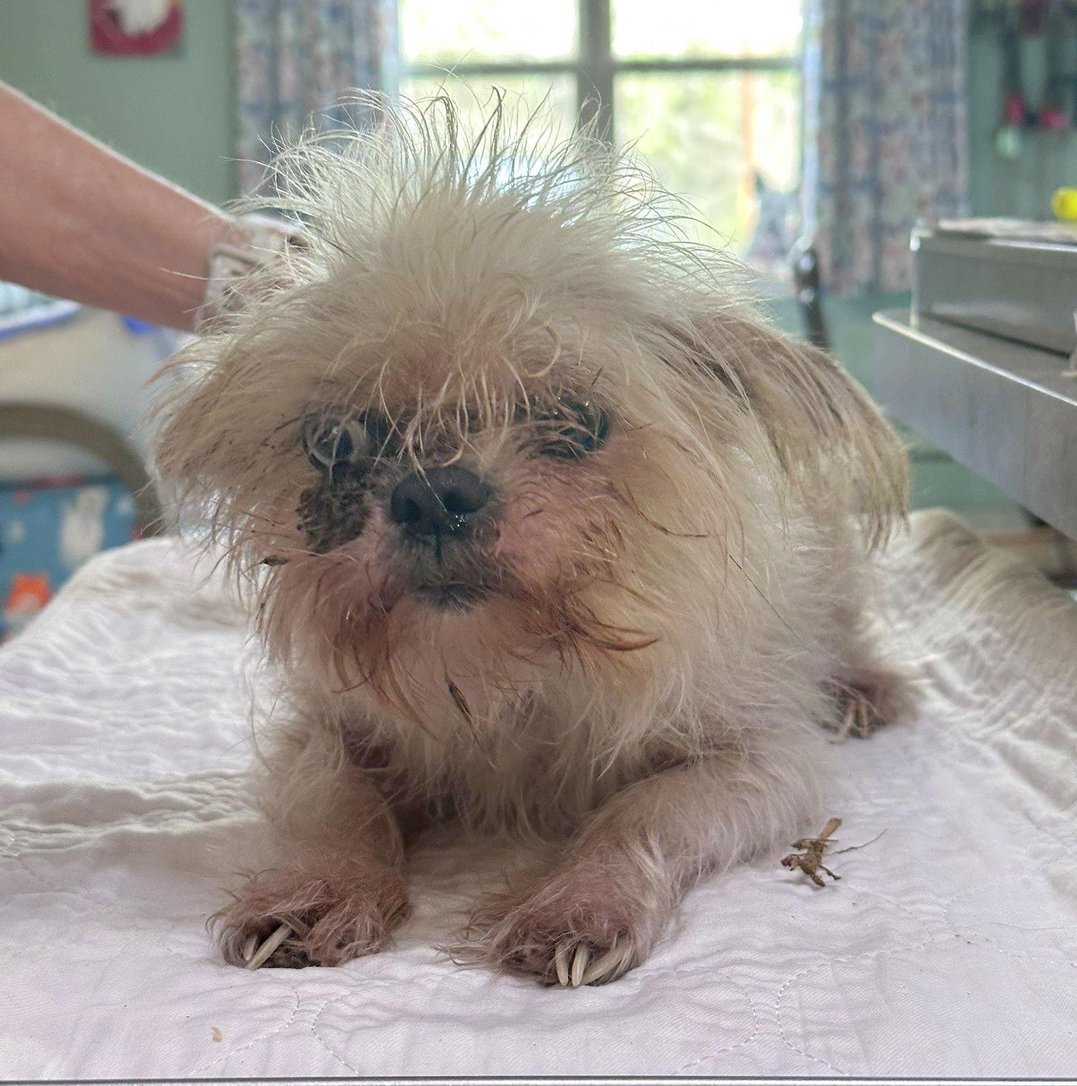 Vona (NOT YET AVAILABLE), Adoptable, Adult Female Brussels Griffon.