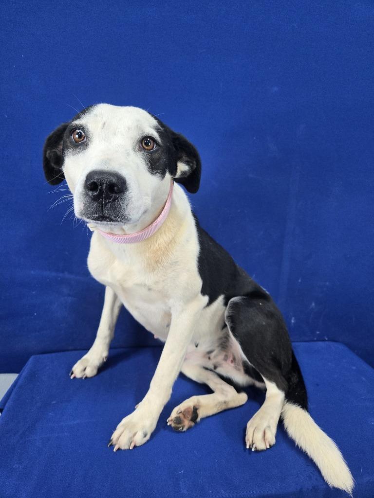 Stage Fright, Adoptable, Adult Female Mixed Breed.