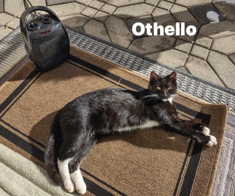 Othello , ADOPTABLE, Young Female Domestic Short Hair.