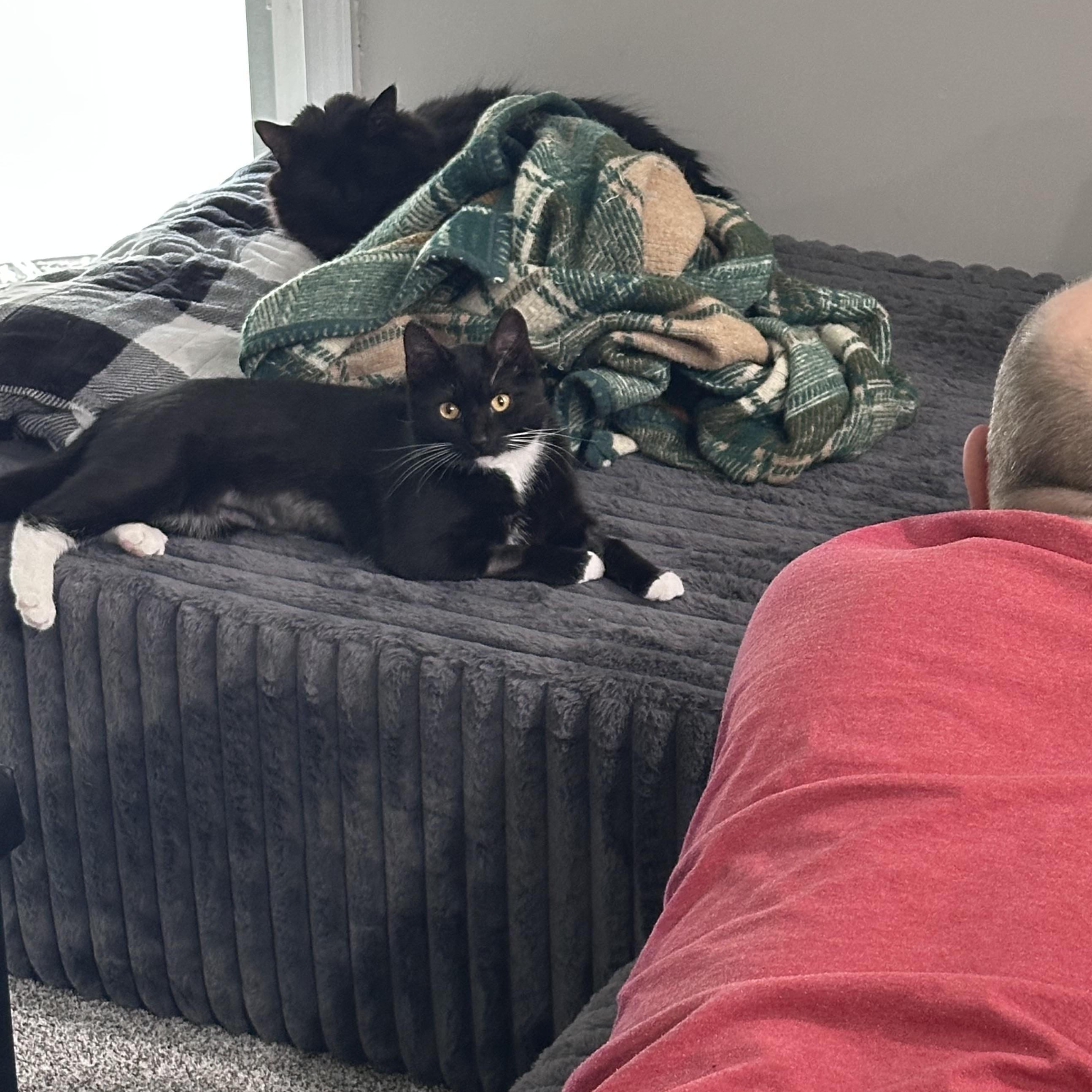 Enlarge Othello , a ADOPTABLE Domestic Short Hair in Turnersville, NJ image 3/3