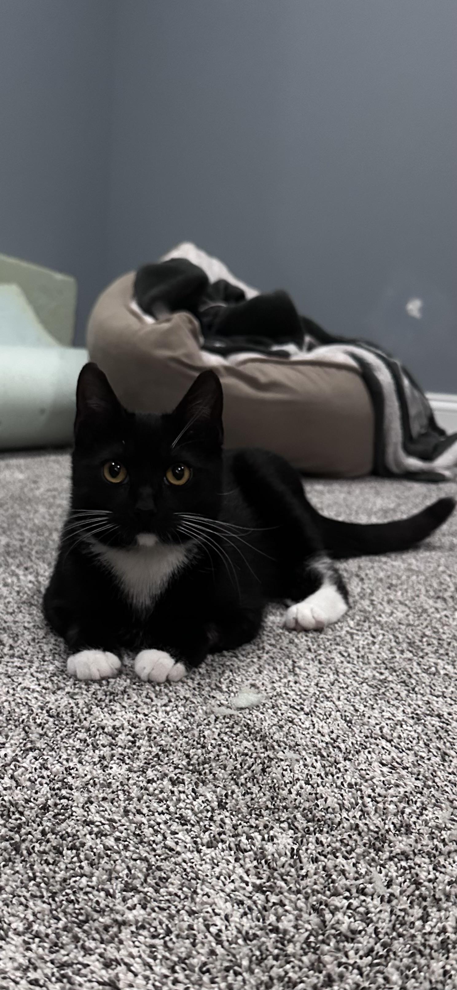 Enlarge Othello , a ADOPTABLE Domestic Short Hair in Turnersville, NJ image 2/3