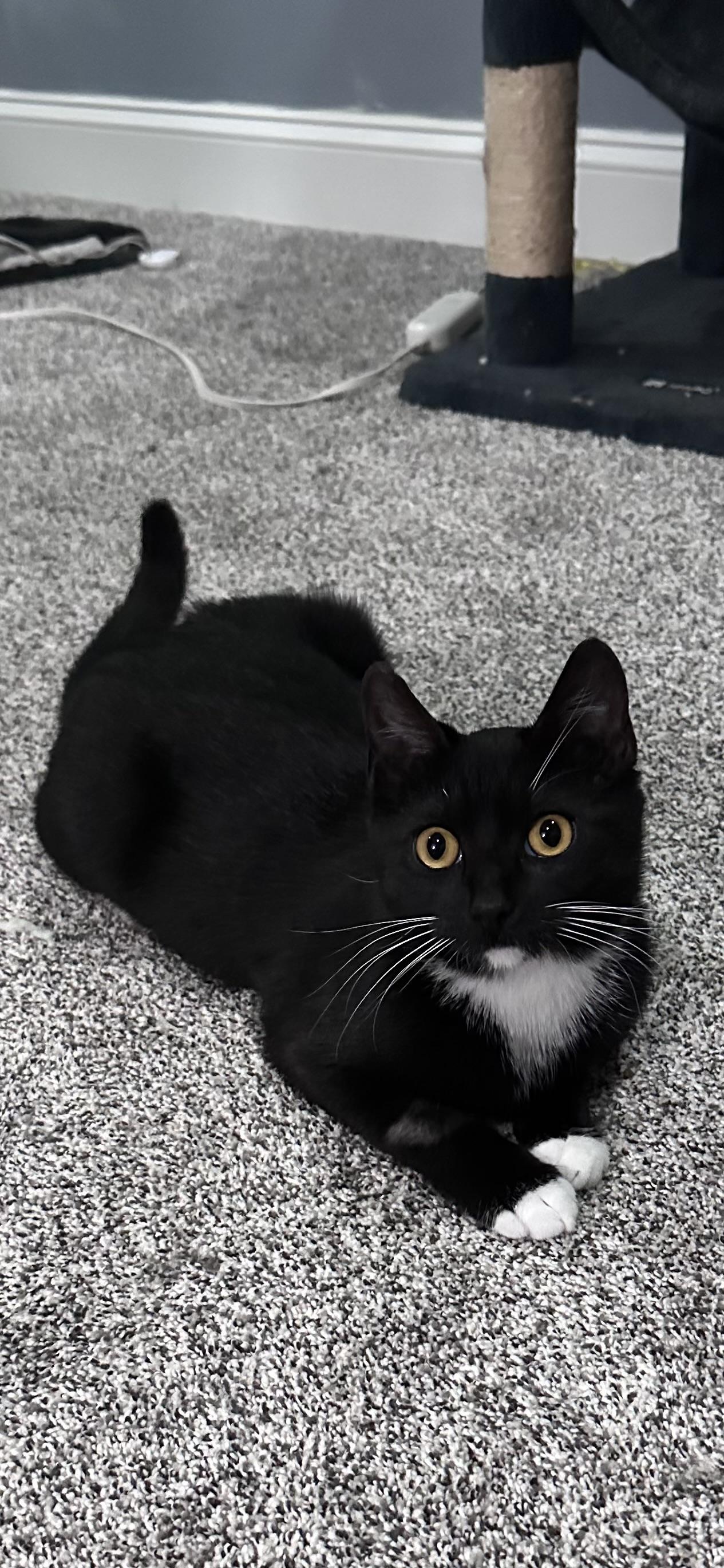 Othello , ADOPTABLE, Young Female Domestic Short Hair.