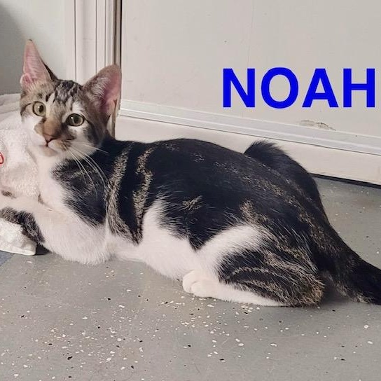 Noah, Young Male American Shorthair