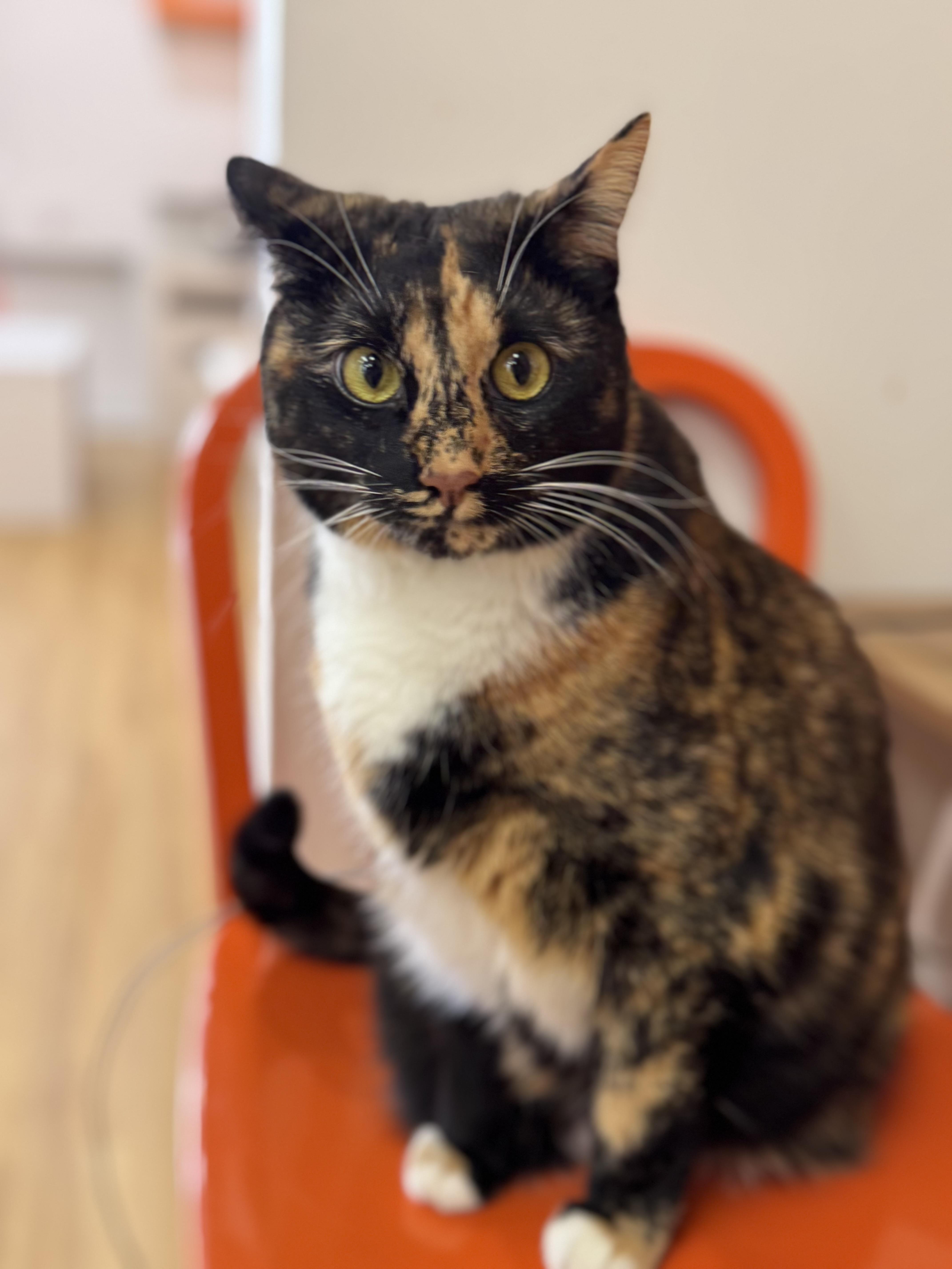 Enlarge Lisa, a ADOPTABLE Domestic Short Hair in New Haven, CT image 1/2