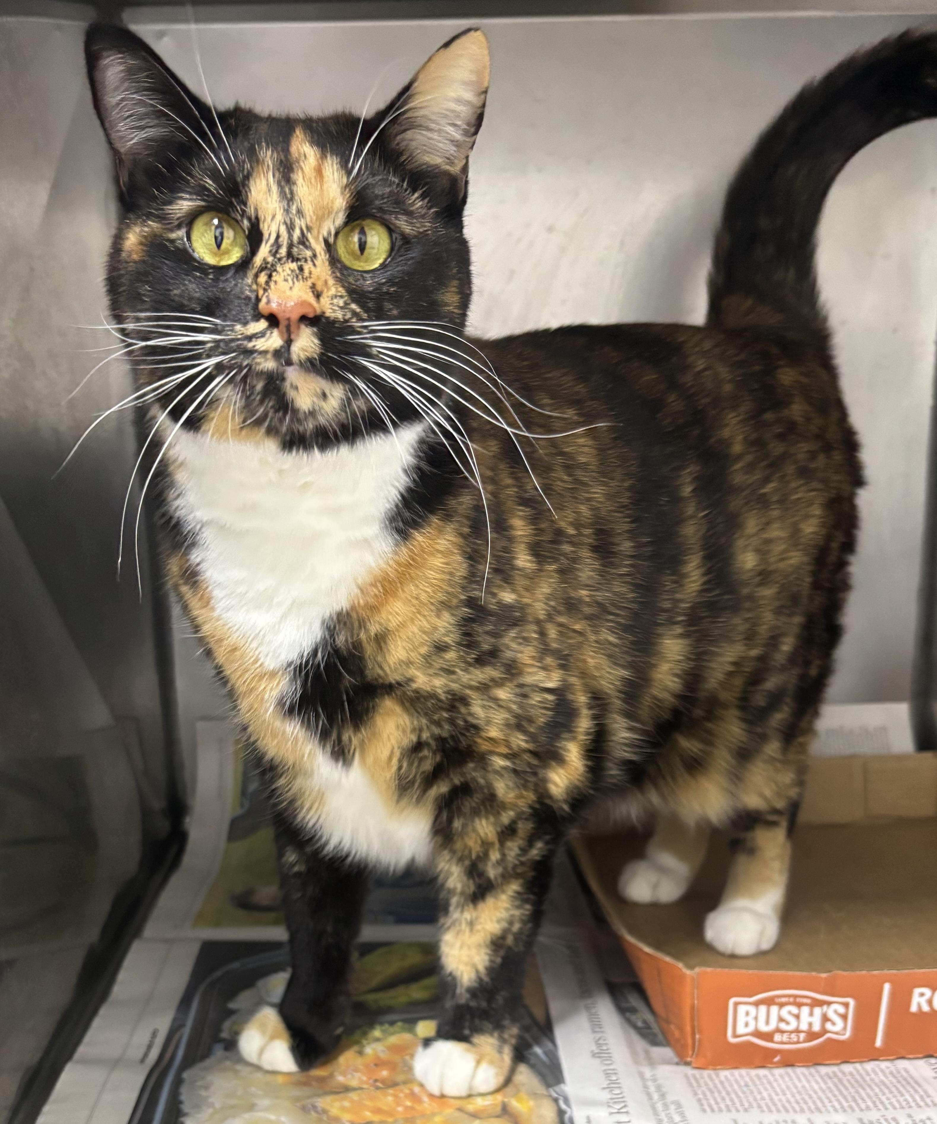 Enlarge Lisa, a ADOPTABLE Domestic Short Hair in New Haven, CT image 2/2