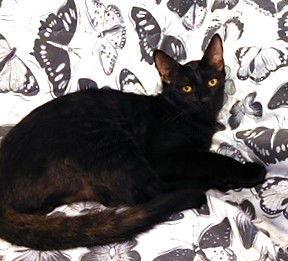 Munchie, Adoptable, Kitten Male Domestic Short Hair.