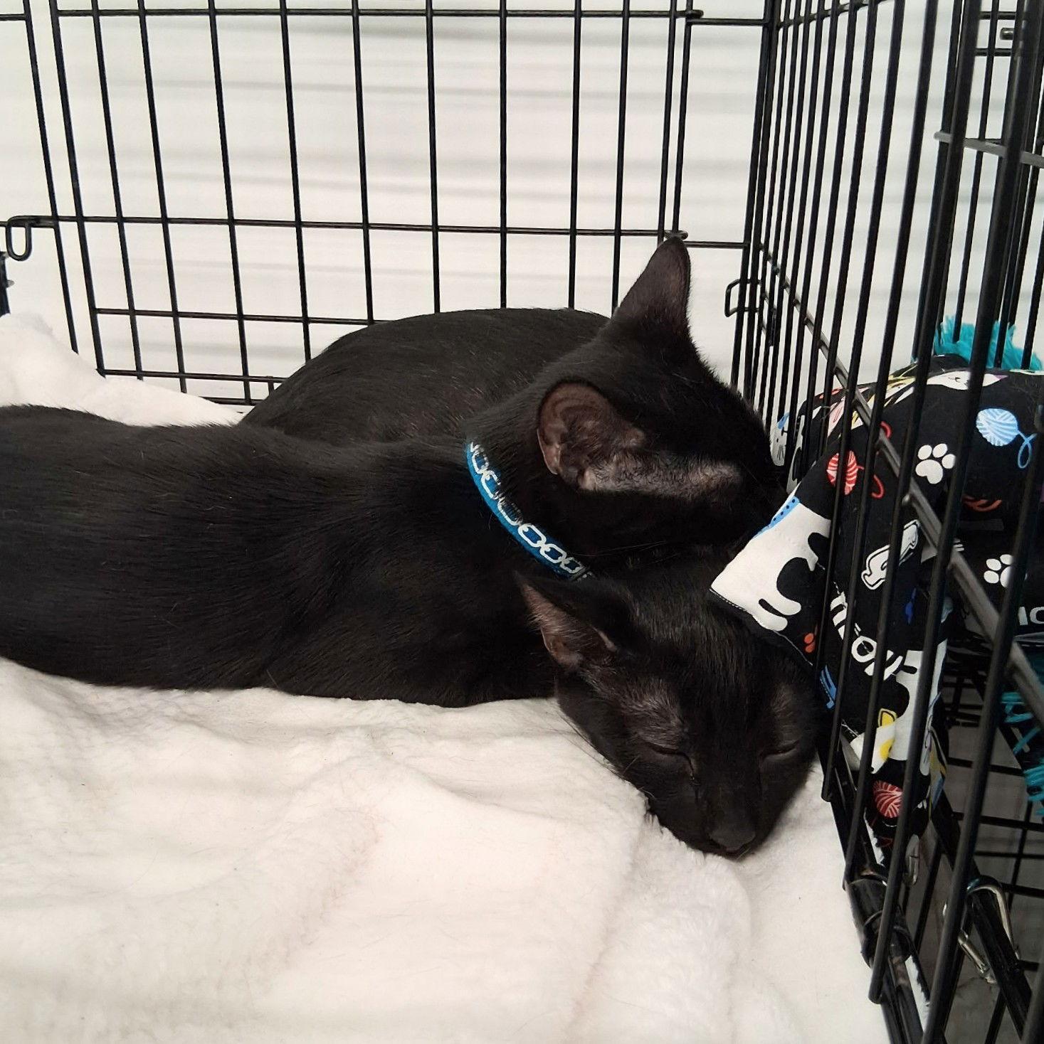 Enlarge Munchie, a Adoptable Domestic Short Hair in St. Cloud, FL image 3/3