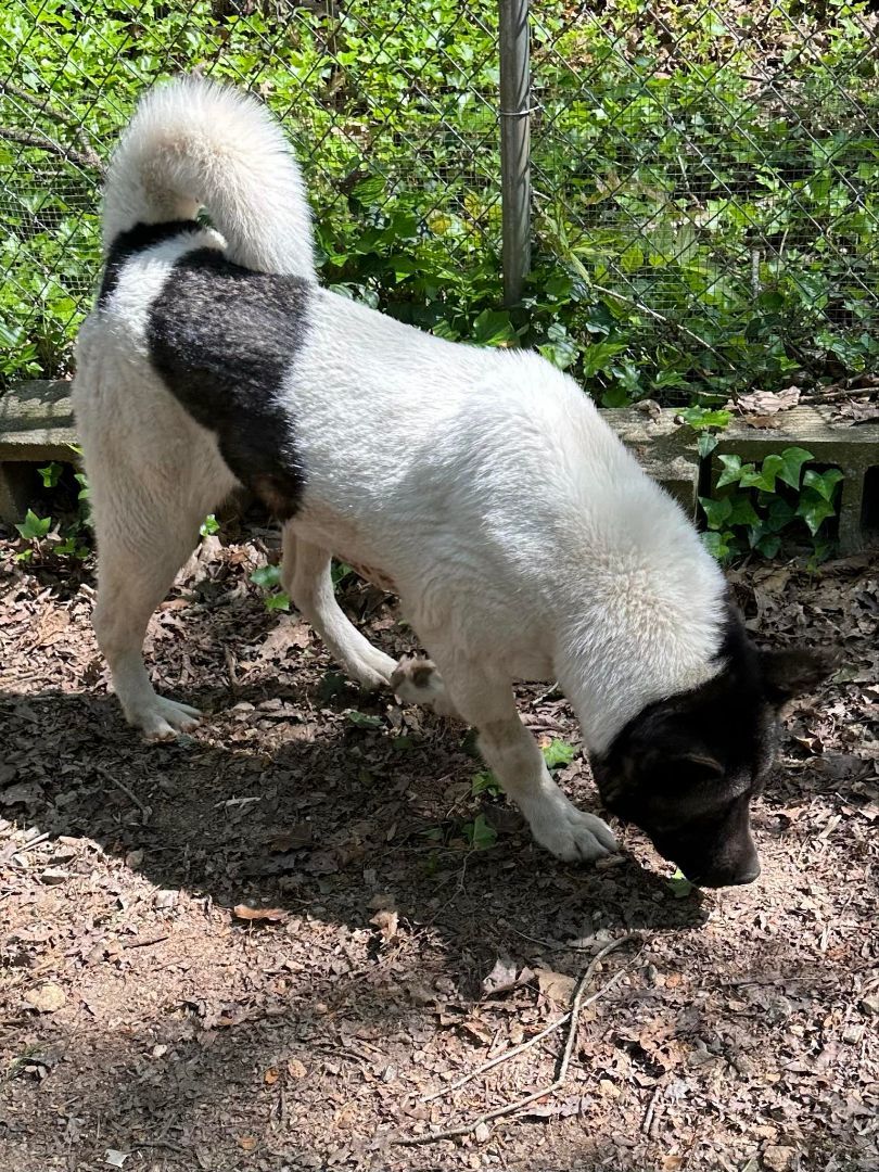 Enlarge Chloe, a Adoptable Akita in Jacksonville, FL image 1/5