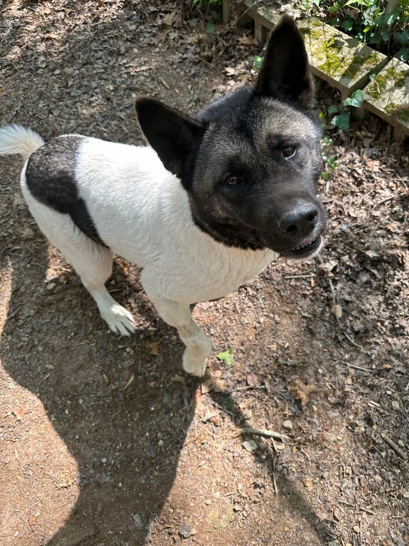 Enlarge Chloe, a Adoptable Akita in Jacksonville, FL image 2/5
