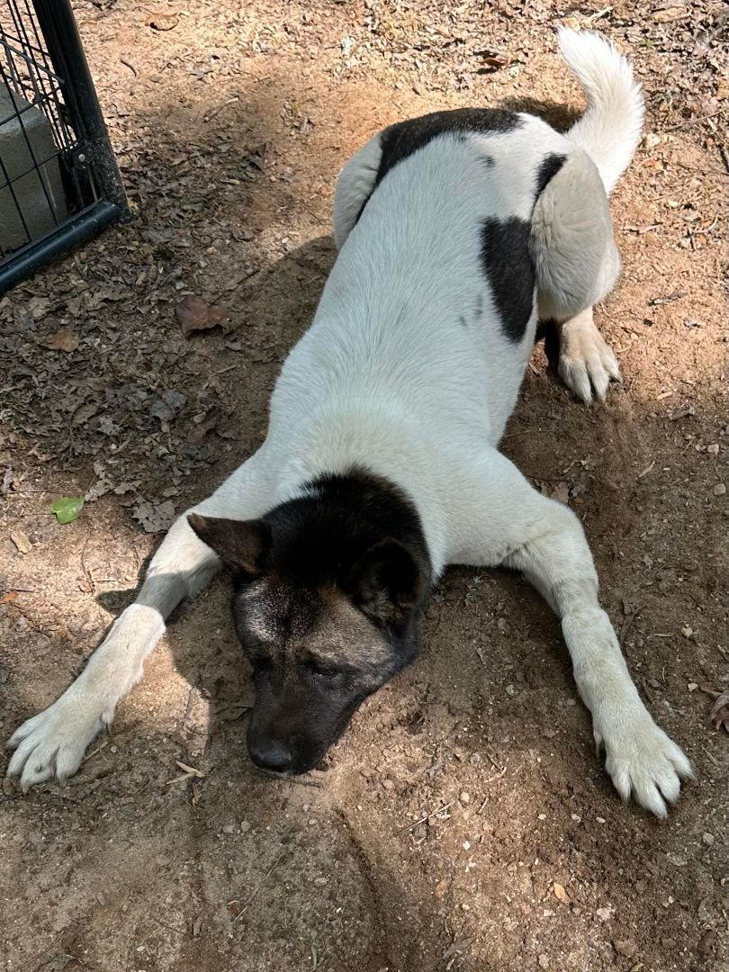 Enlarge Chloe, a Adoptable Akita in Jacksonville, FL image 3/5