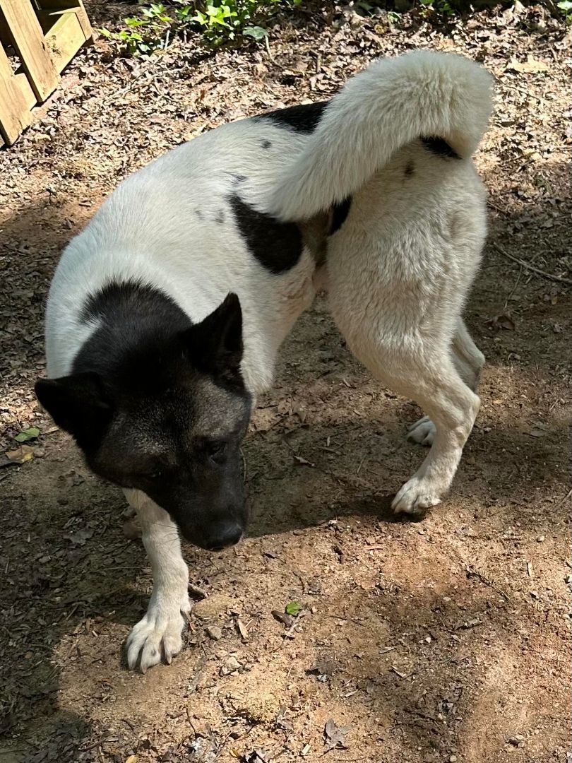 Enlarge Chloe, a Adoptable Akita in Jacksonville, FL image 4/5