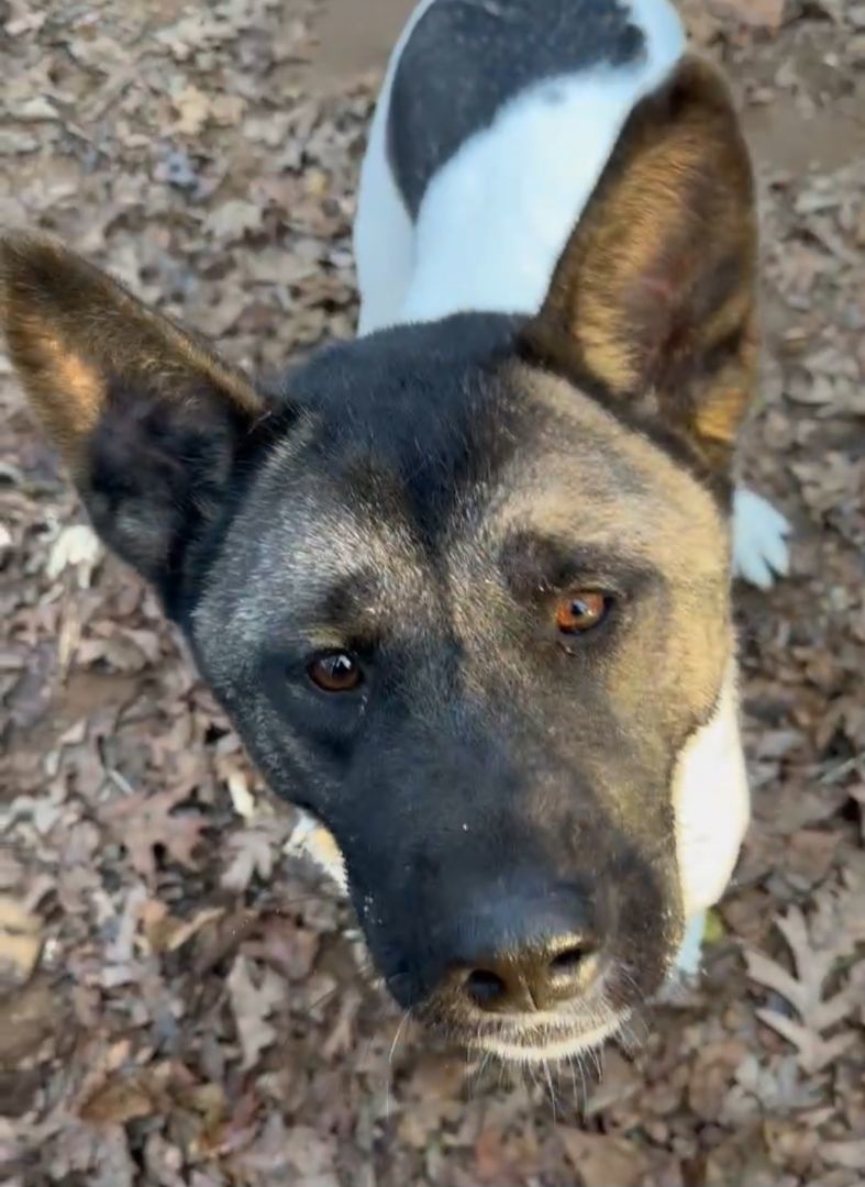 Enlarge Chloe, a Adoptable Akita in Jacksonville, FL image 5/5