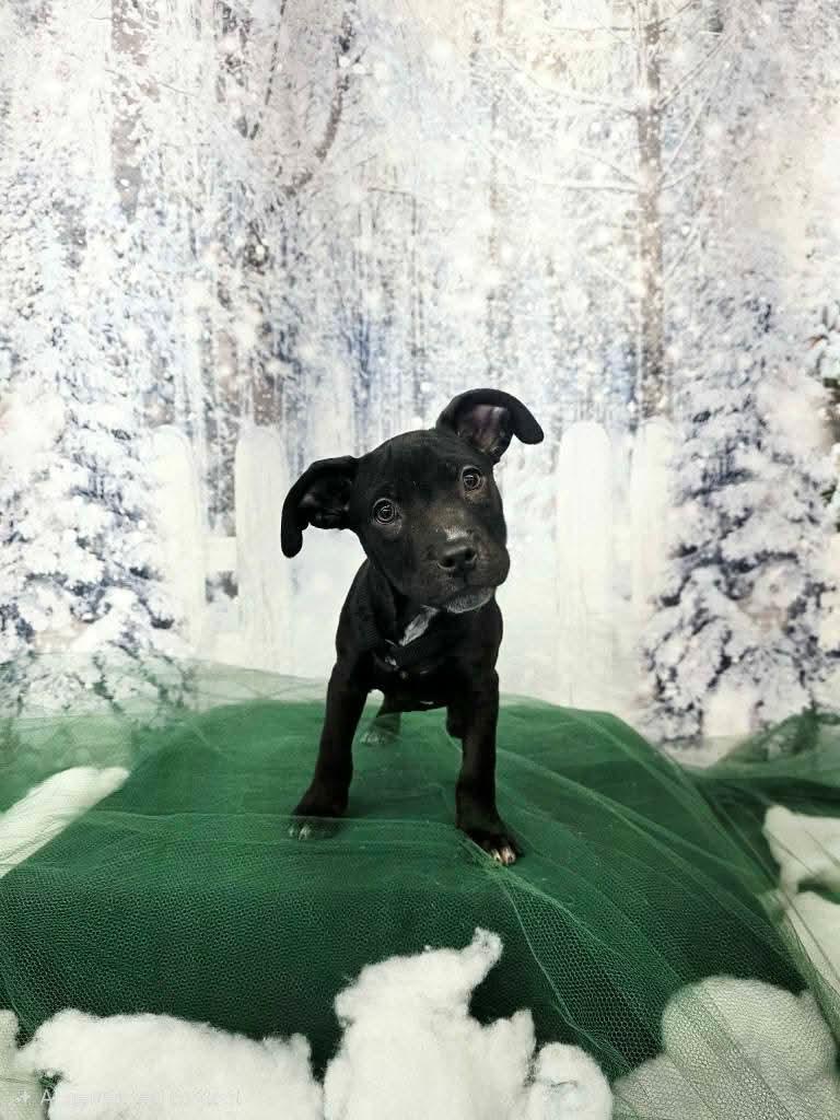 HANNIBAL tinycauseadopt@gmail.com, a Adoptable mixed breed in Vandergrift, PA image 1/6