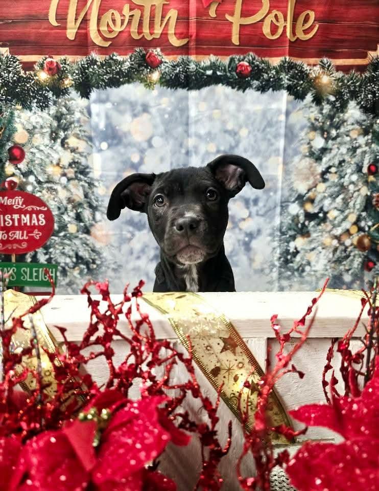 HANNIBAL tinycauseadopt@gmail.com, a Adoptable mixed breed in Vandergrift, PA image 2/6