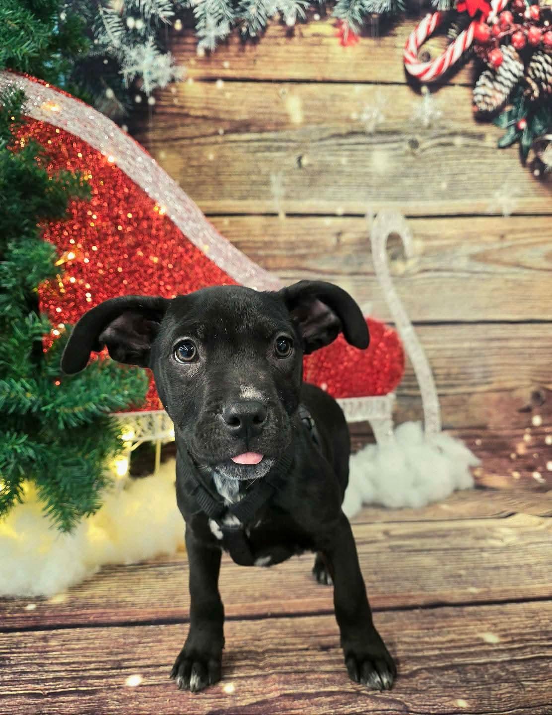 HANNIBAL tinycauseadopt@gmail.com, a Adoptable mixed breed in Vandergrift, PA image 3/6