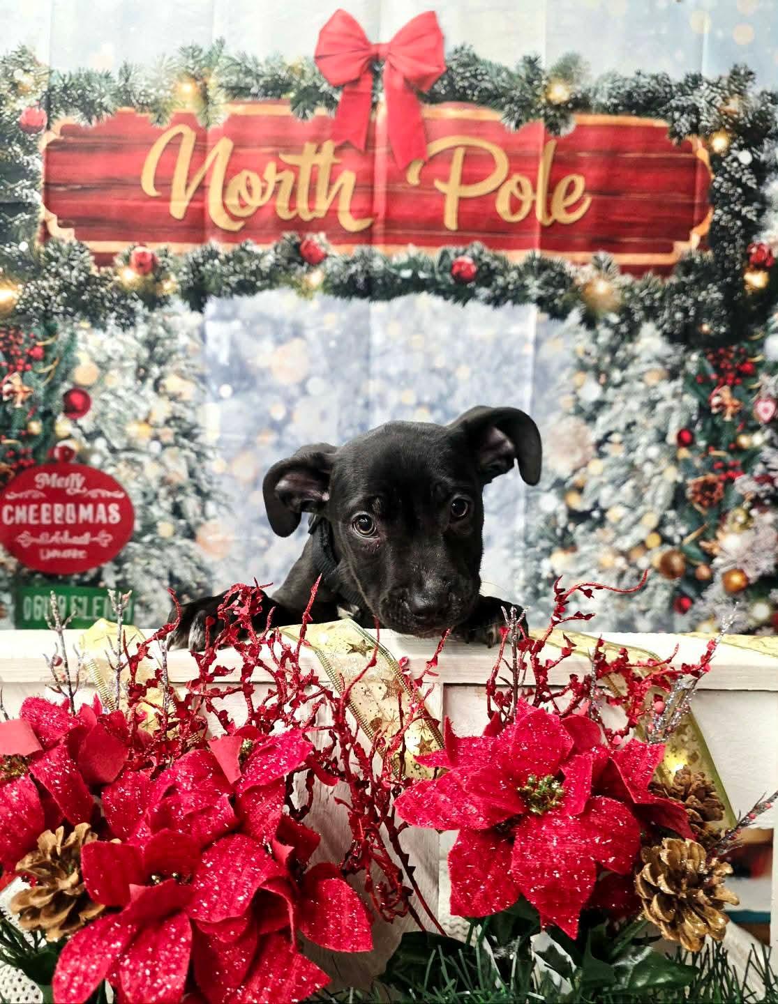 HANNIBAL tinycauseadopt@gmail.com, a Adoptable mixed breed in Vandergrift, PA image 4/6