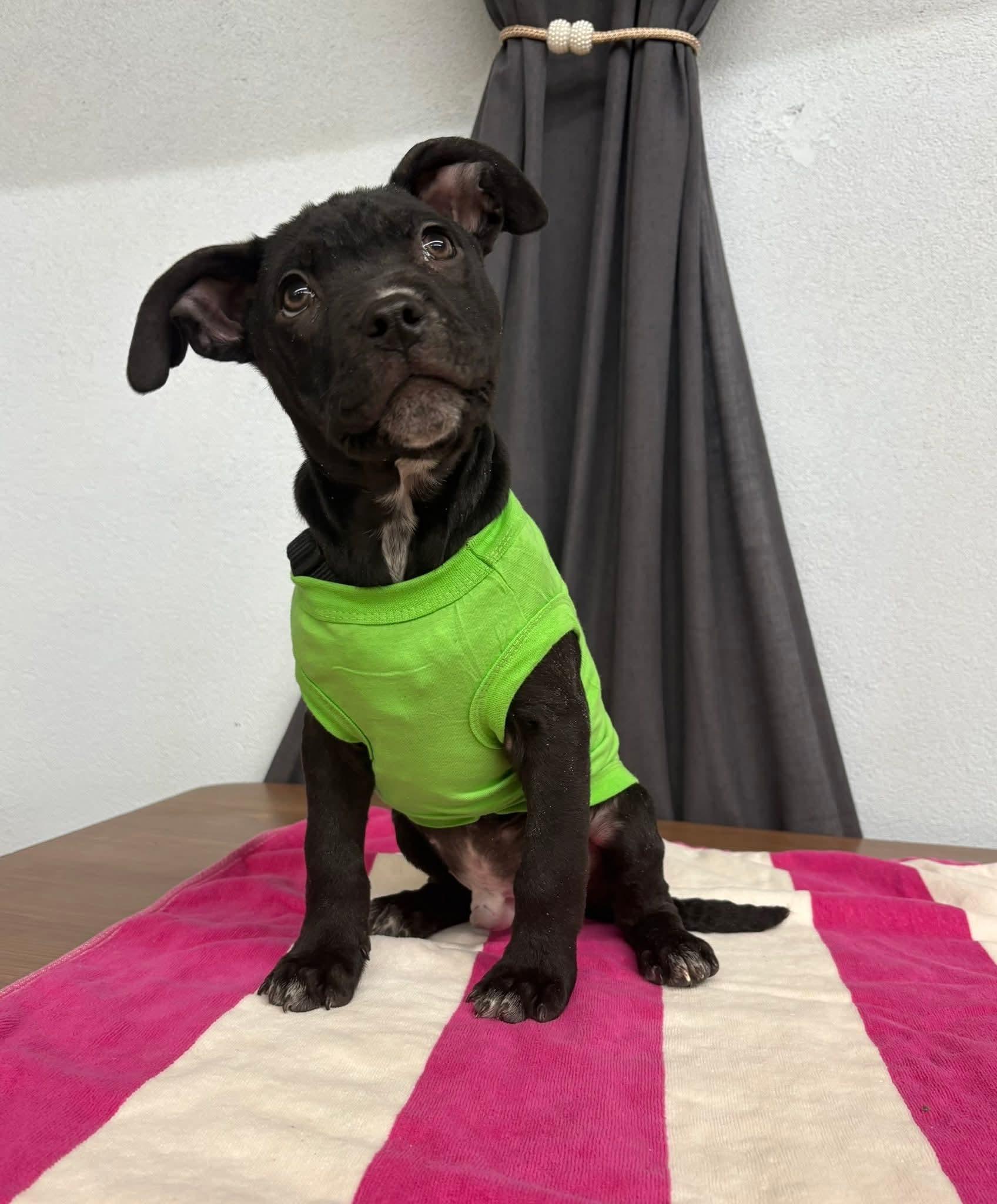 HANNIBAL tinycauseadopt@gmail.com, a Adoptable mixed breed in Vandergrift, PA image 5/6