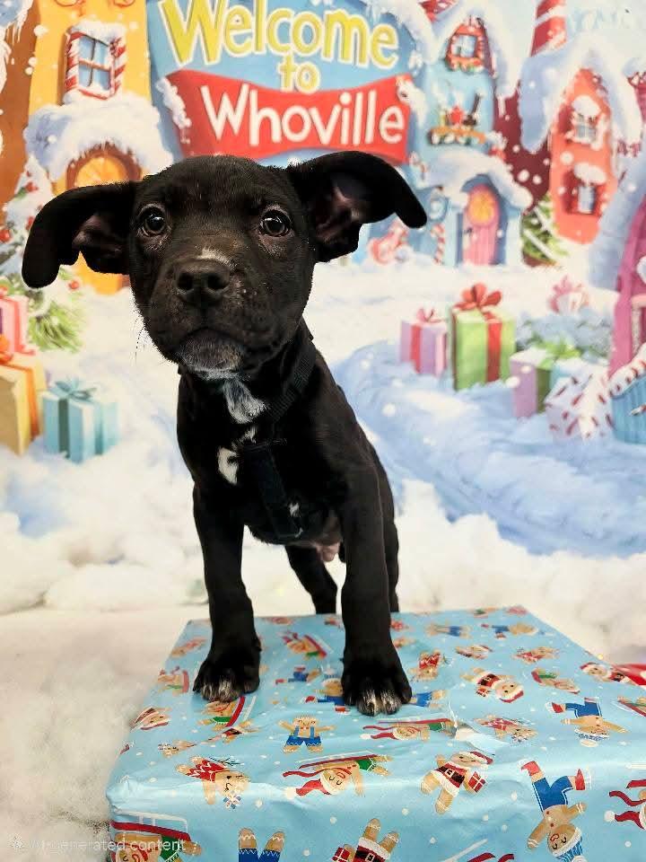 HANNIBAL tinycauseadopt@gmail.com, a Adoptable mixed breed in Vandergrift, PA image 6/6