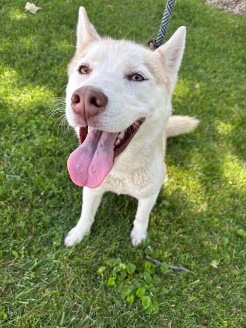 PROVOLONE, Adoptable, Young Female Husky.